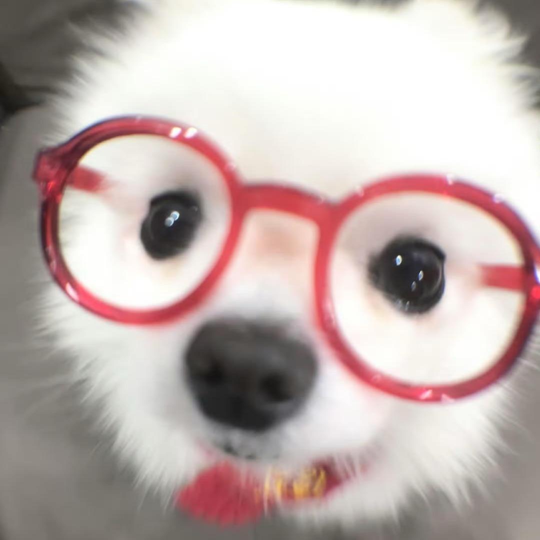 绒绒狗
