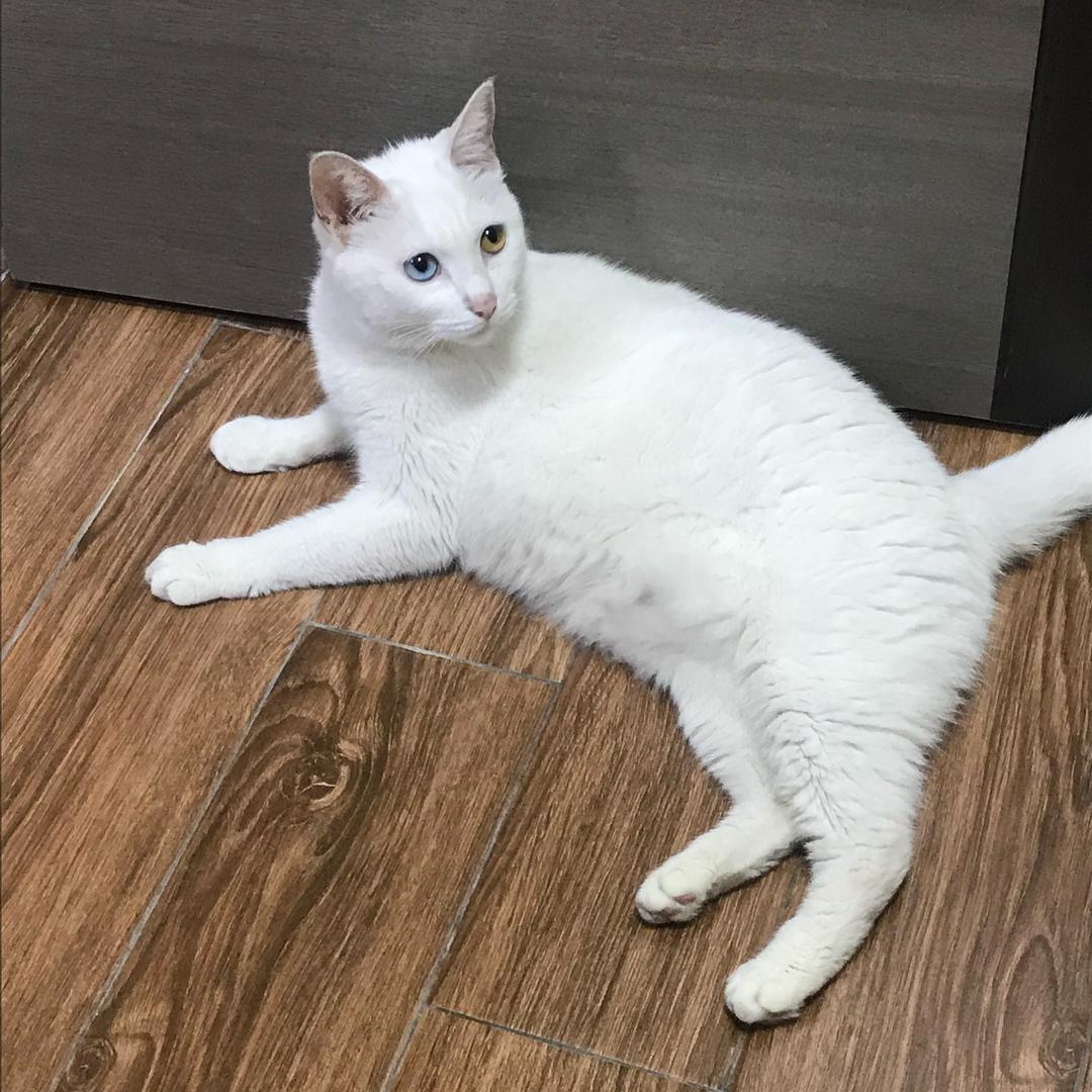 韩莉