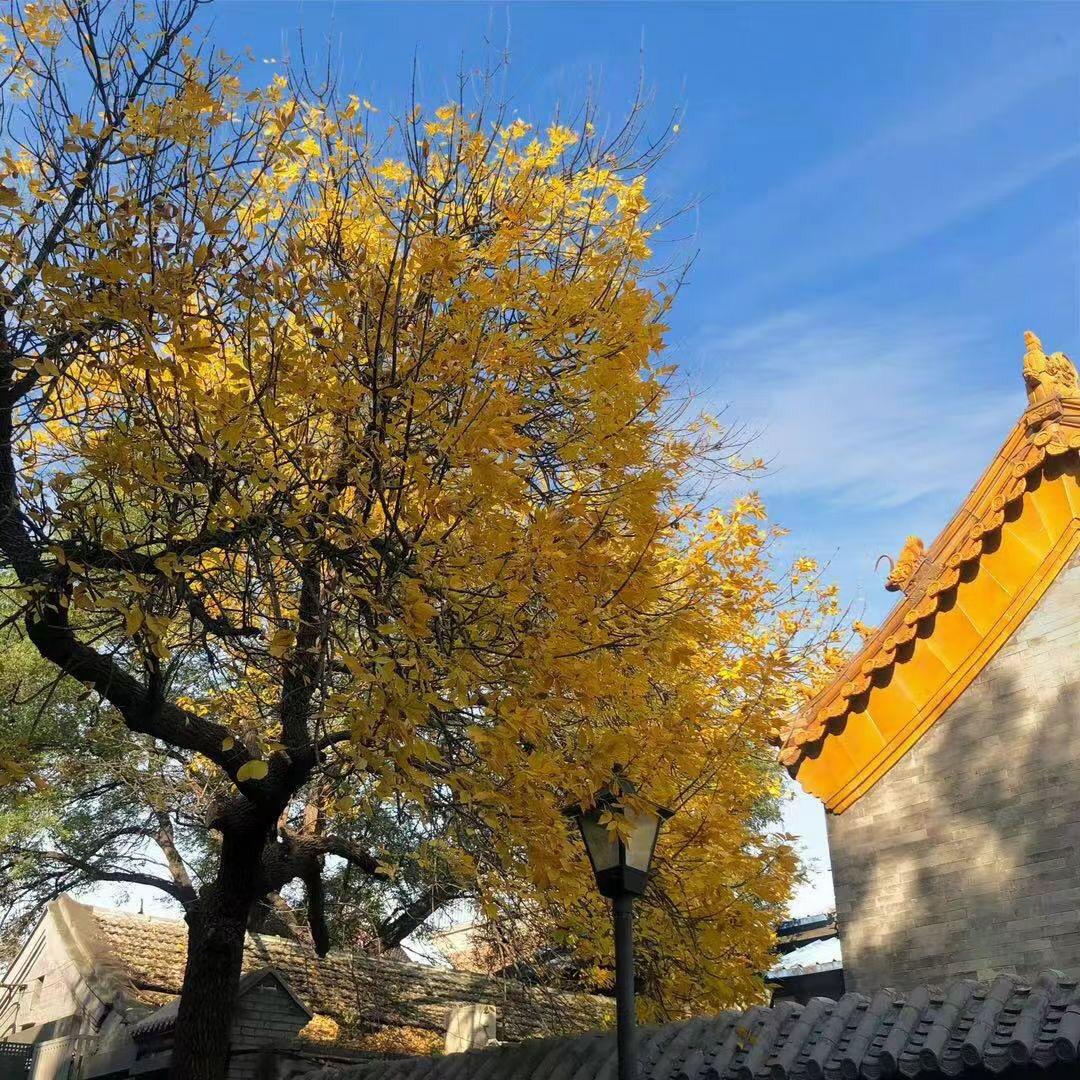 考学帮衡水复读咨询