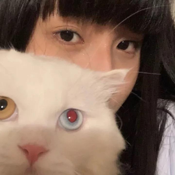 鸽子