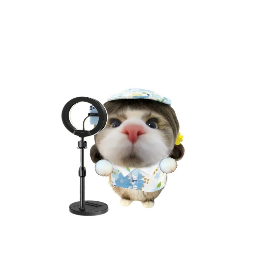 芭比兔（休息中🌹)