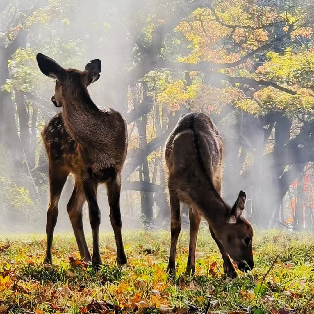 鹿乾生（直播号）