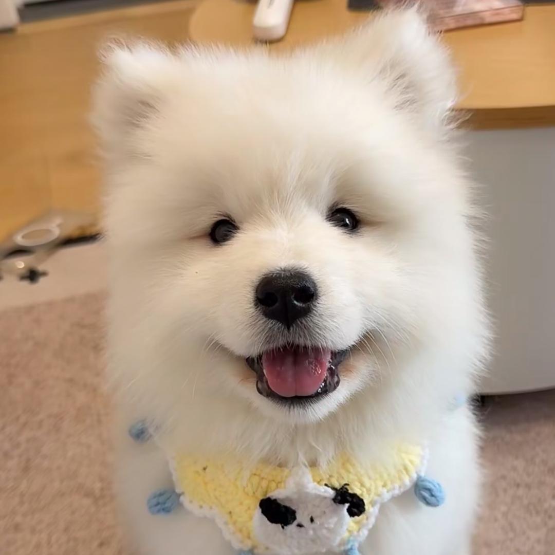 无锡宠物批发(500选狗，一只也是批发价