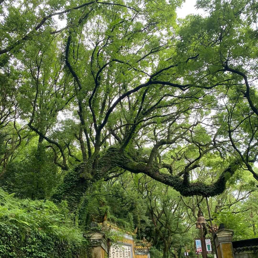 陈杰·