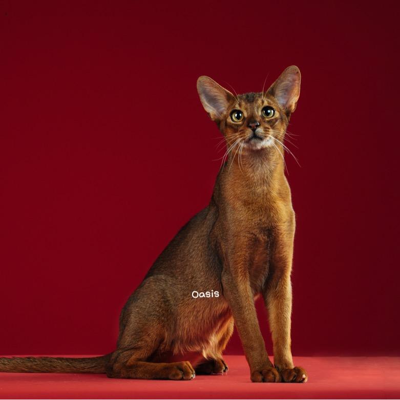 Oasis 阿比西尼亚猫