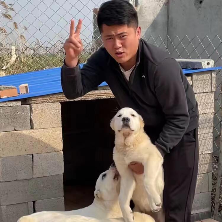 大泽聊宠日记