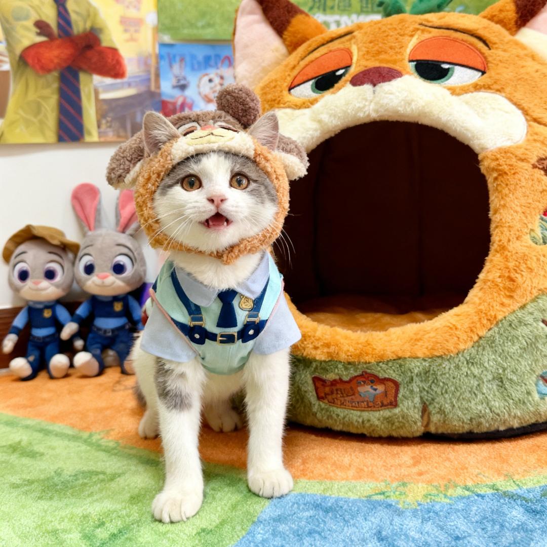 猫猫姜好运