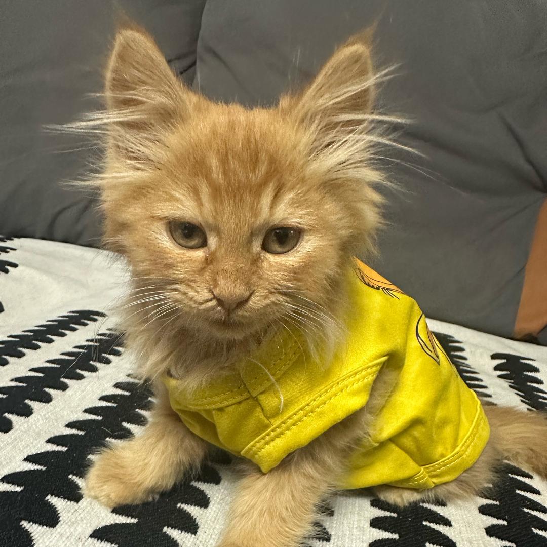 咖妃猫🐱
