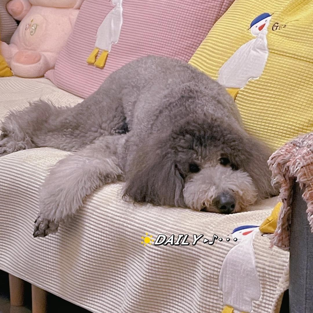 雪饼是个妹妹