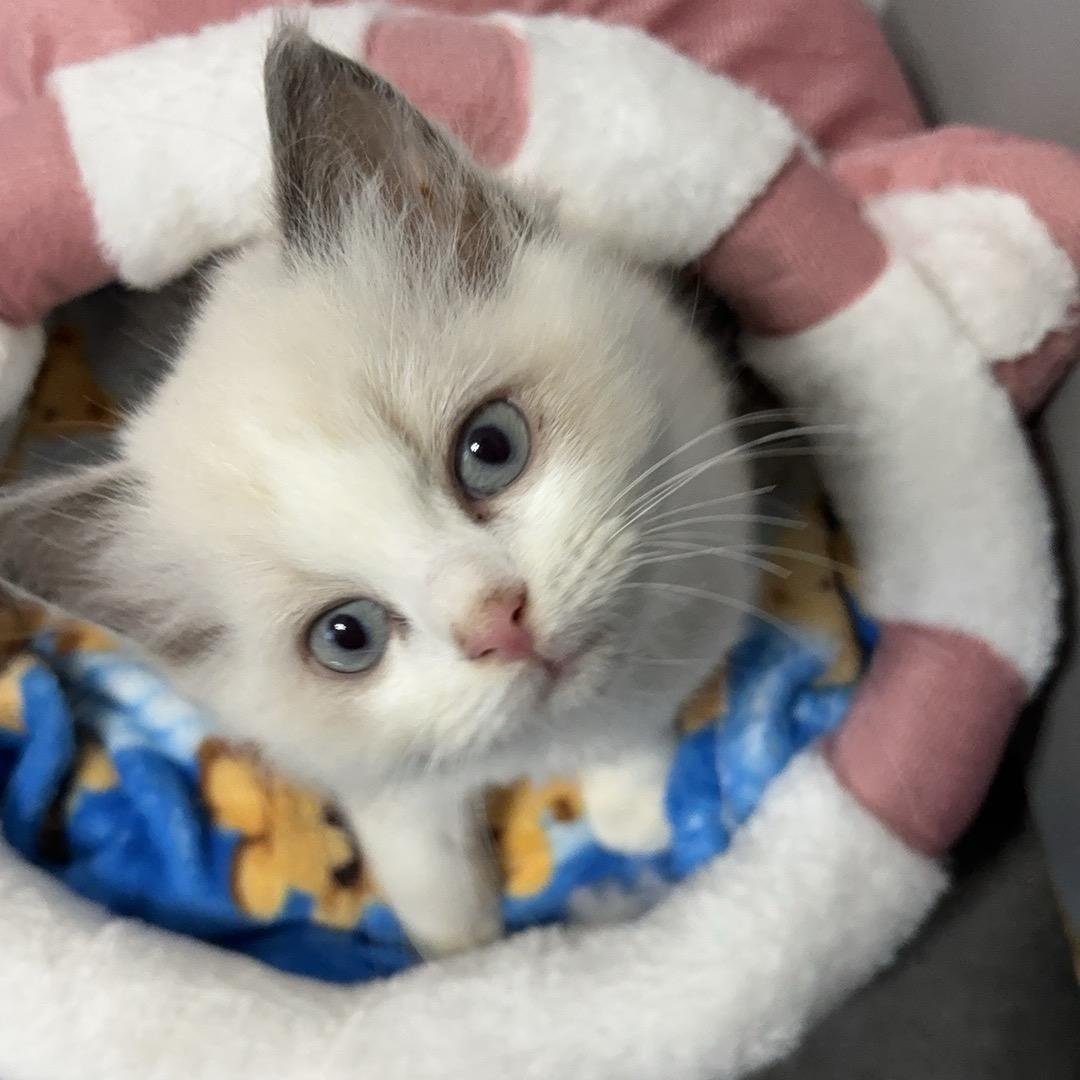 『跳跳的北鼻』