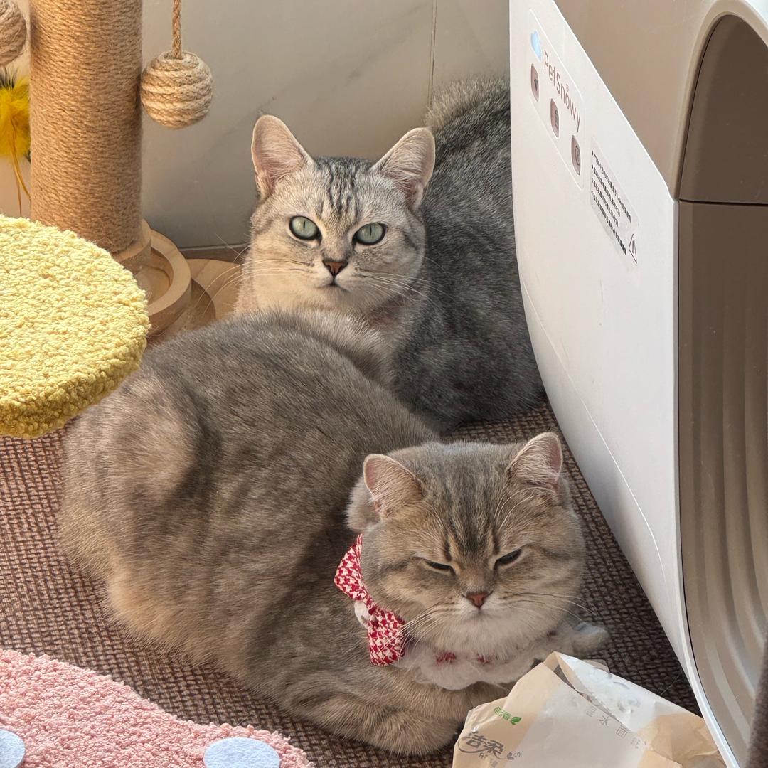 猫奴小z