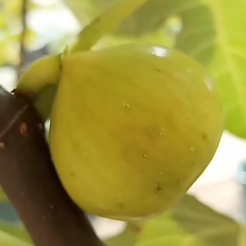 一个卖无花果苗的00后