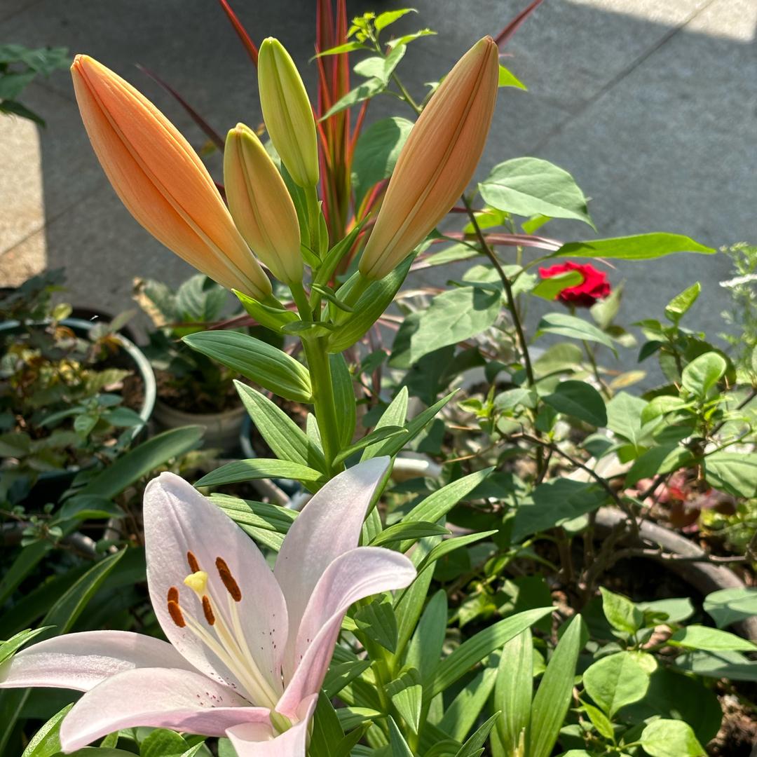 花妖