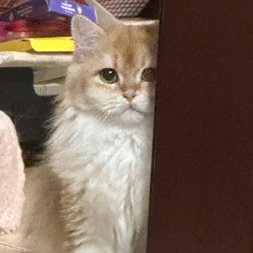 旺仔仙贝是只猫