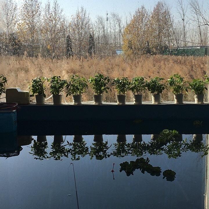 焦作示范区战友情室内钓鱼