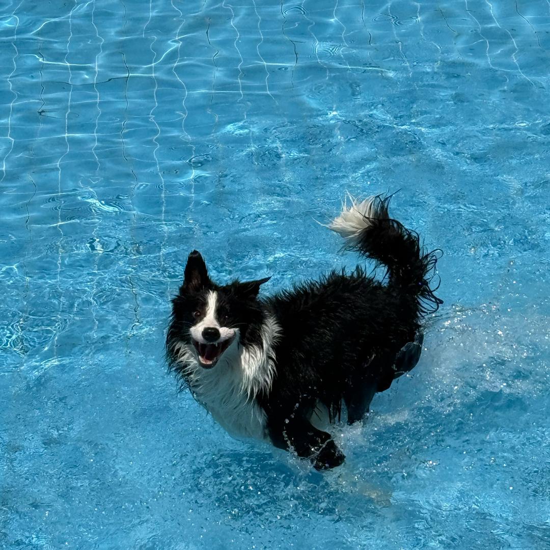 一只搞笑边🐕
