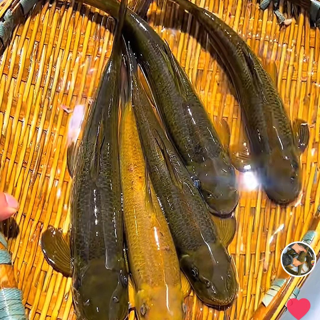 舒莽子有溪流鱼儿