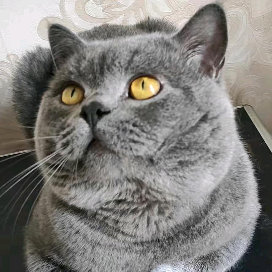 不写