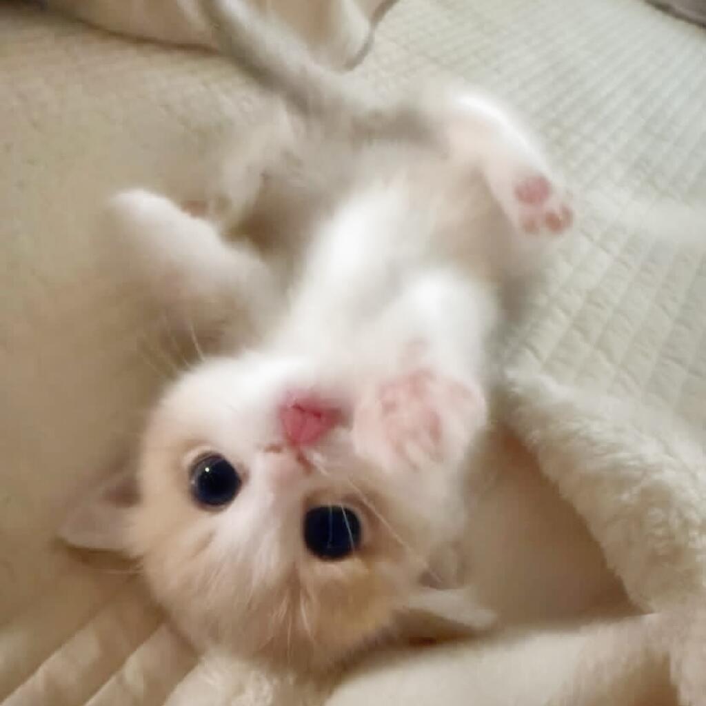 纯情小懒