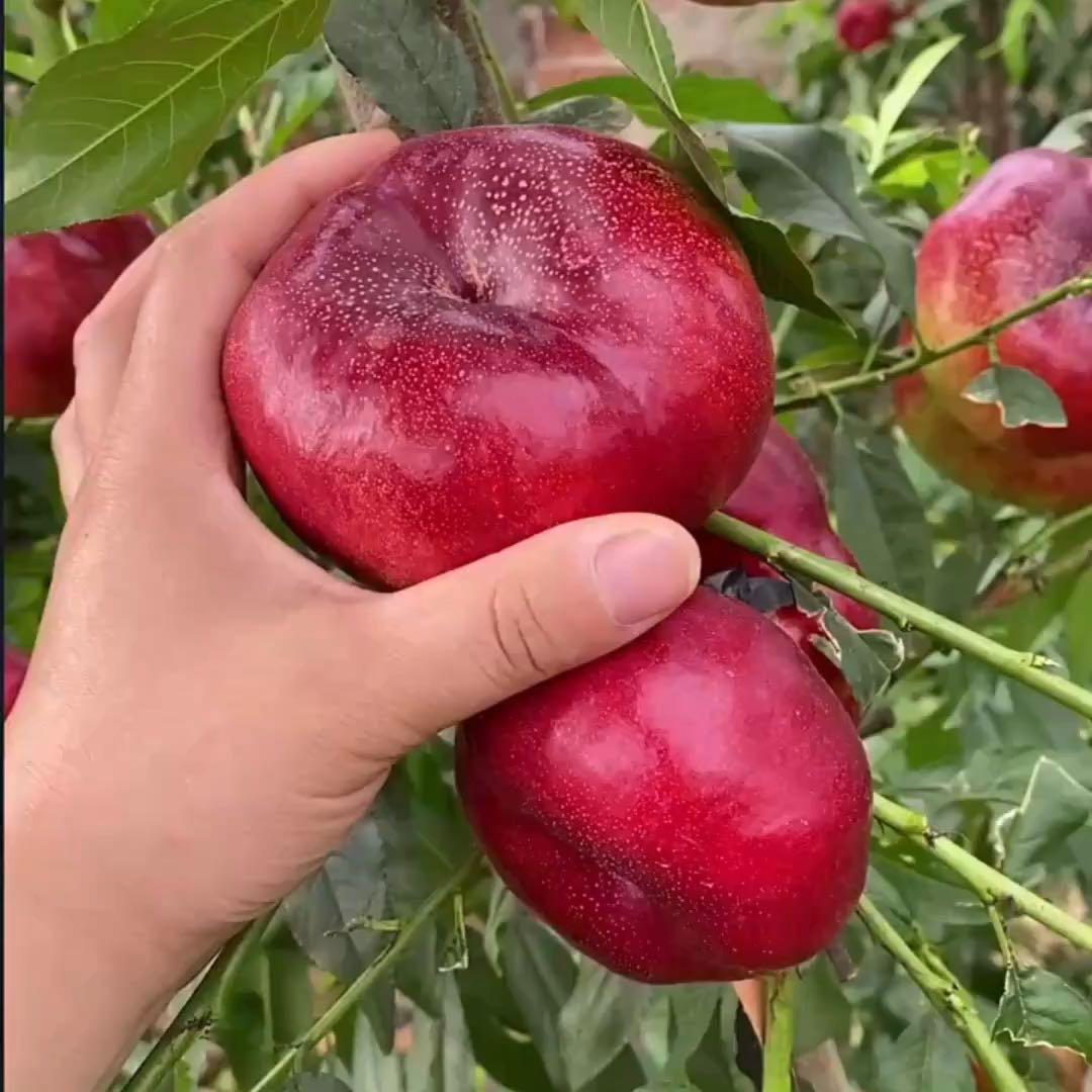 元族平屹果树苗木专卖店