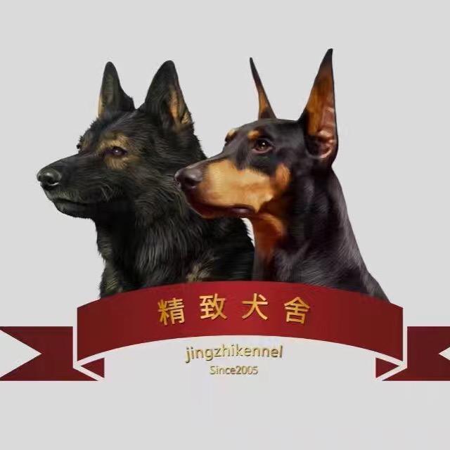 北京精致美系杜宾