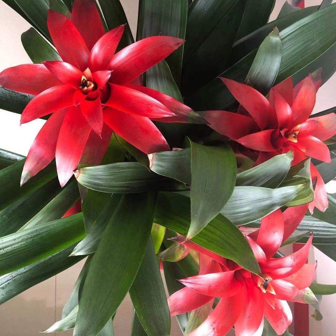 宋绪芳