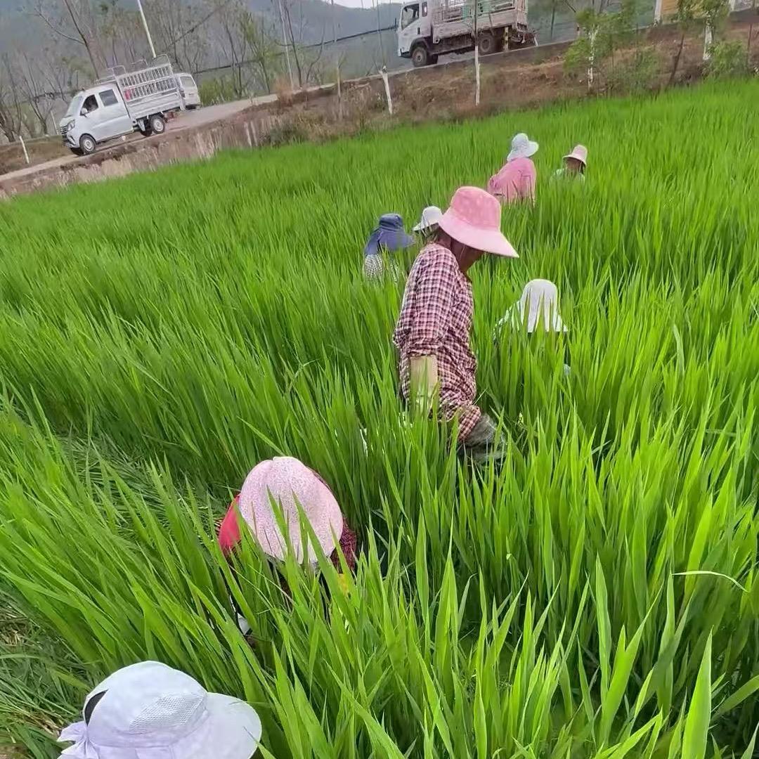 现代农业