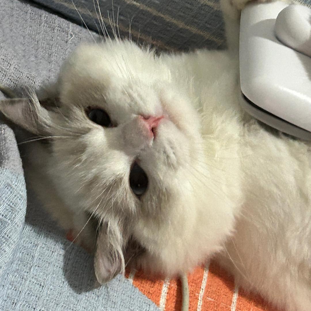 修狗狗基灰基iQG