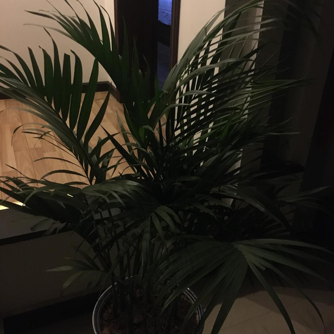 左姐