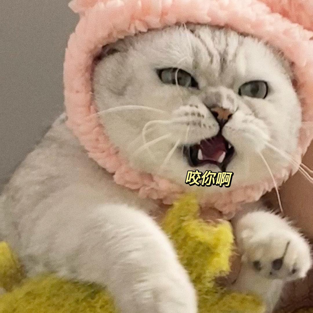 宝宝是只猫（重生之我要当网红猫）