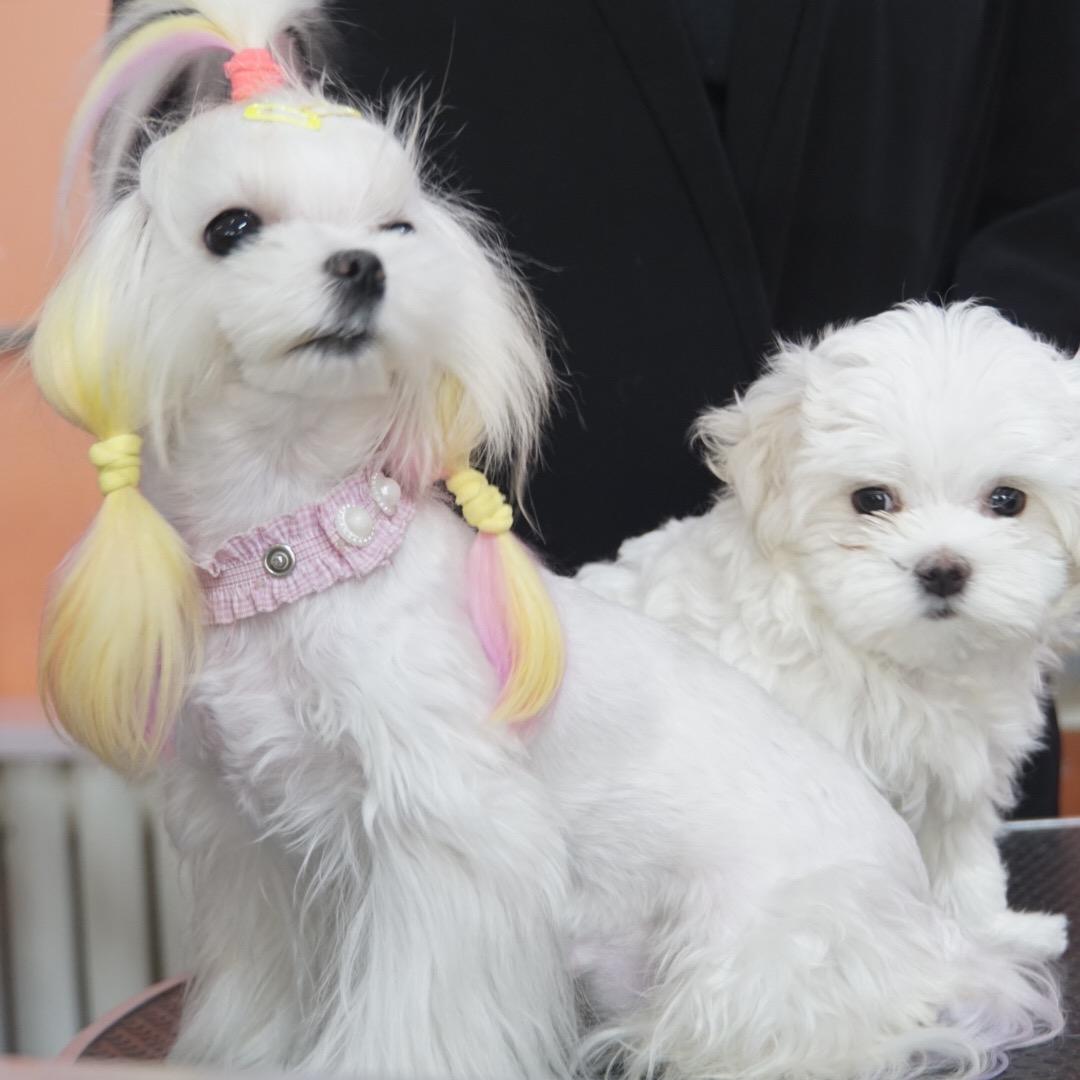 宠物是从心里爱出来的