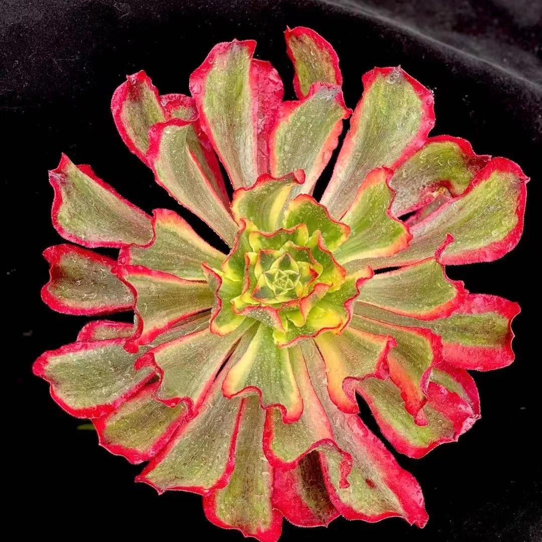 志铭花卉