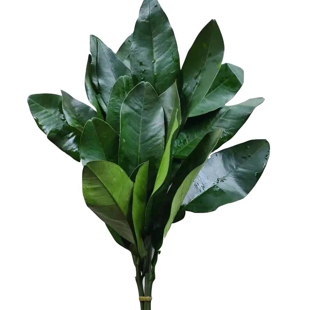 🍅关你什么柿儿