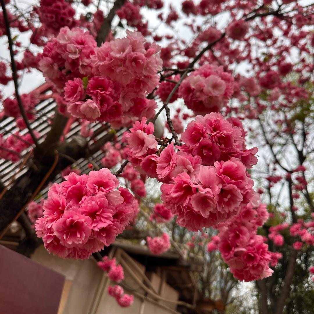 阿丽收山货
