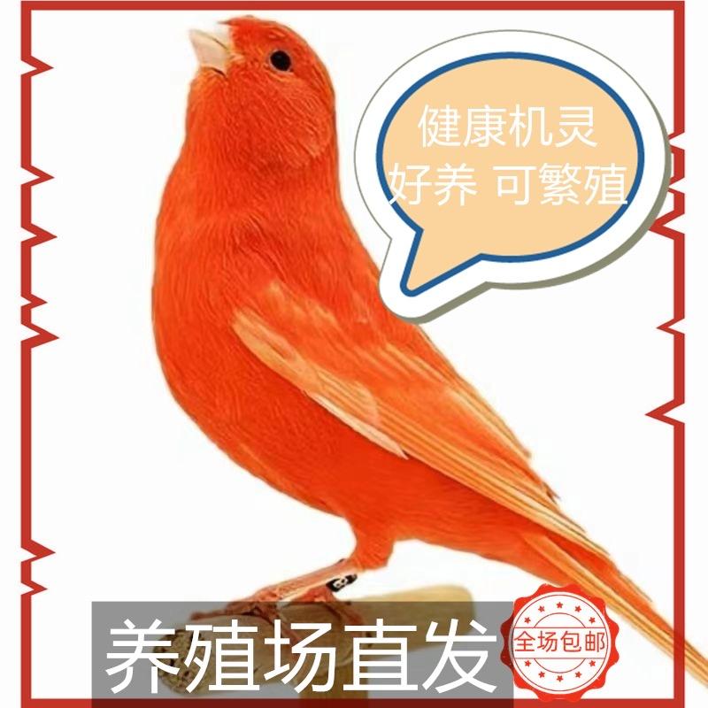 趣鹦部落格