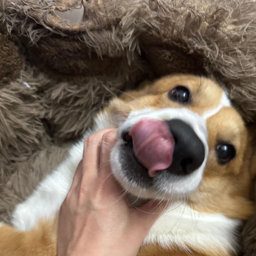 六六打咕噜大王