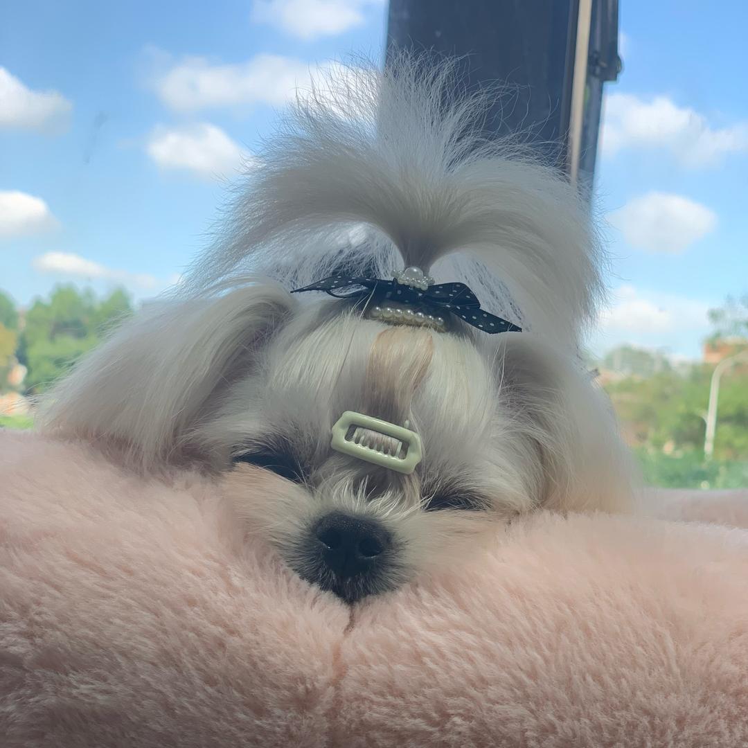 秋橘宠物工作室