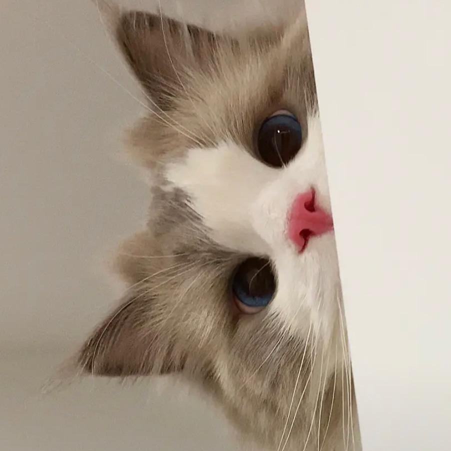 你是哪块小饼干