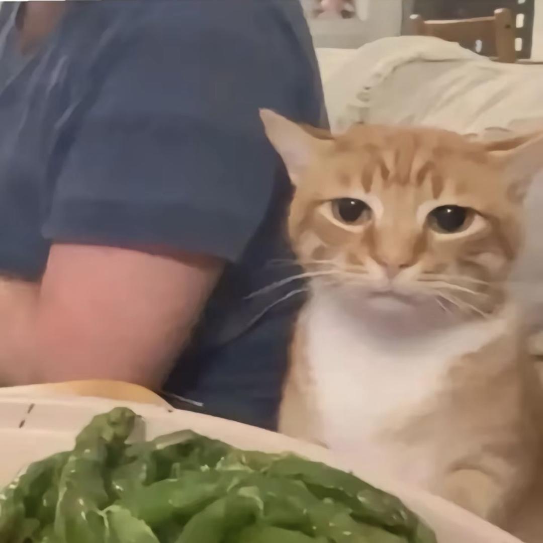 🐈‍⬛