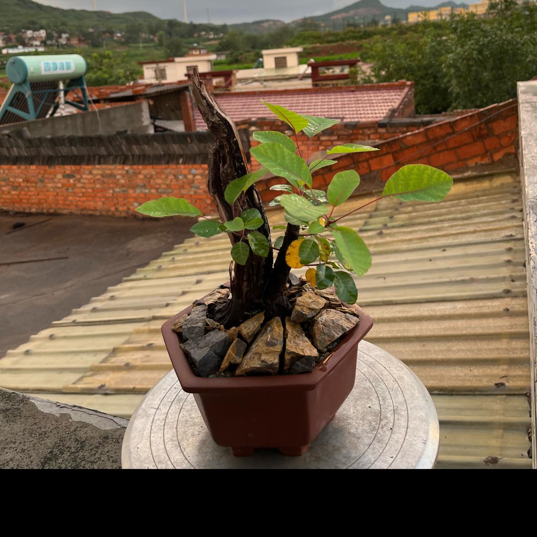 杨灵飞宜阳花卉精品小铺