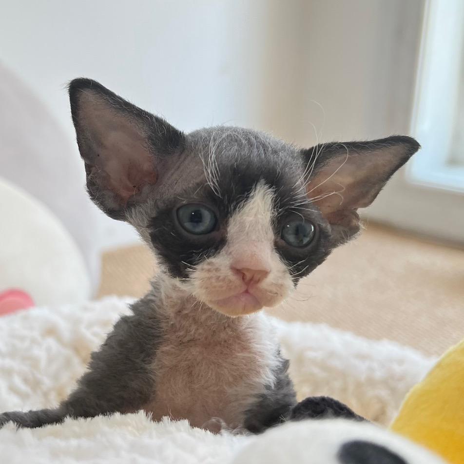 茶茶家的小猪们