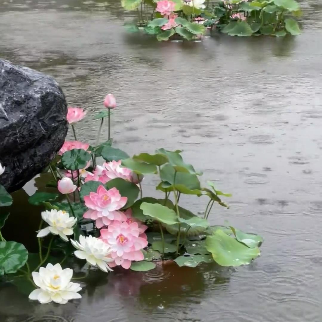 景源小院花卉分享