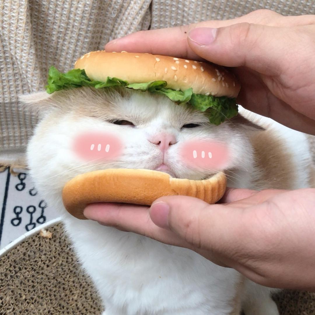 饭饭是只夜猫子