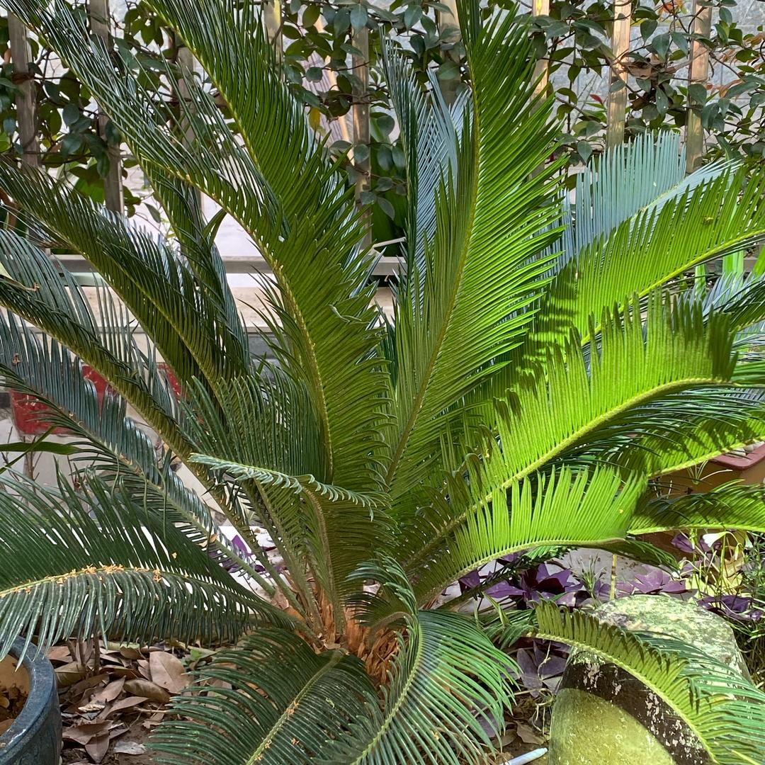 勤勤恳恳的老实人