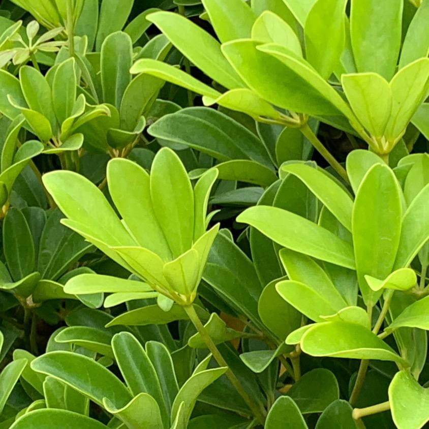 文