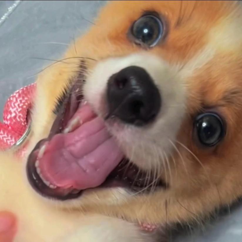 🌶️小辣椒雪宝🌶️