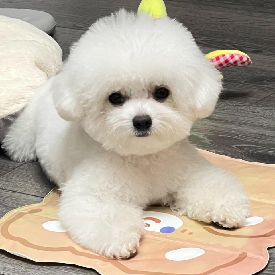 家庭繁殖几只小狗