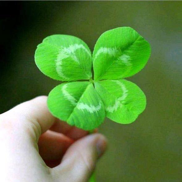 🍀岁月静好