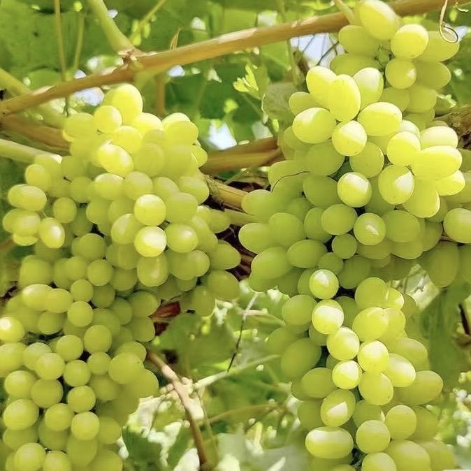 晨哥甄选水果明日达