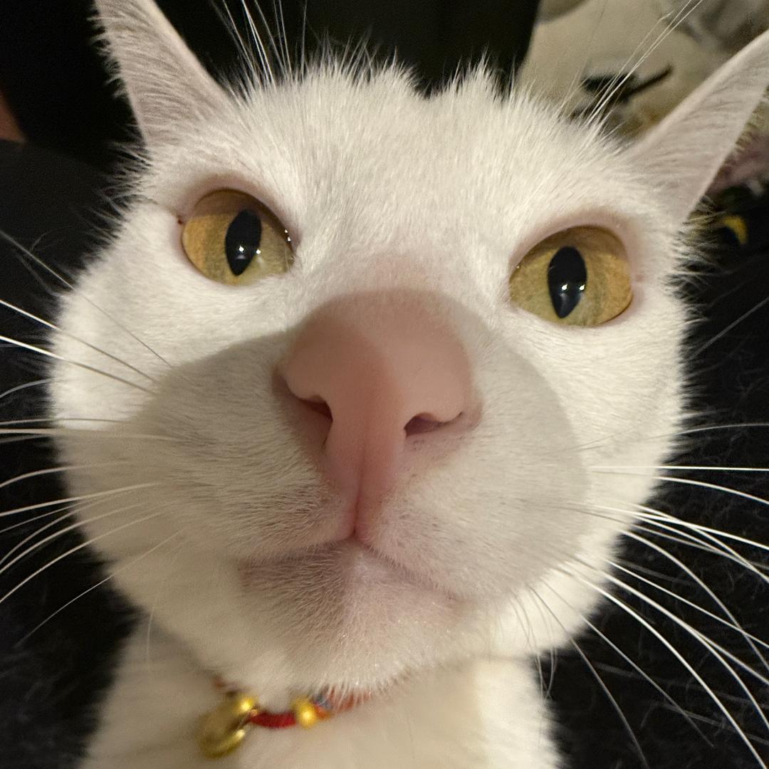 眯眯眼